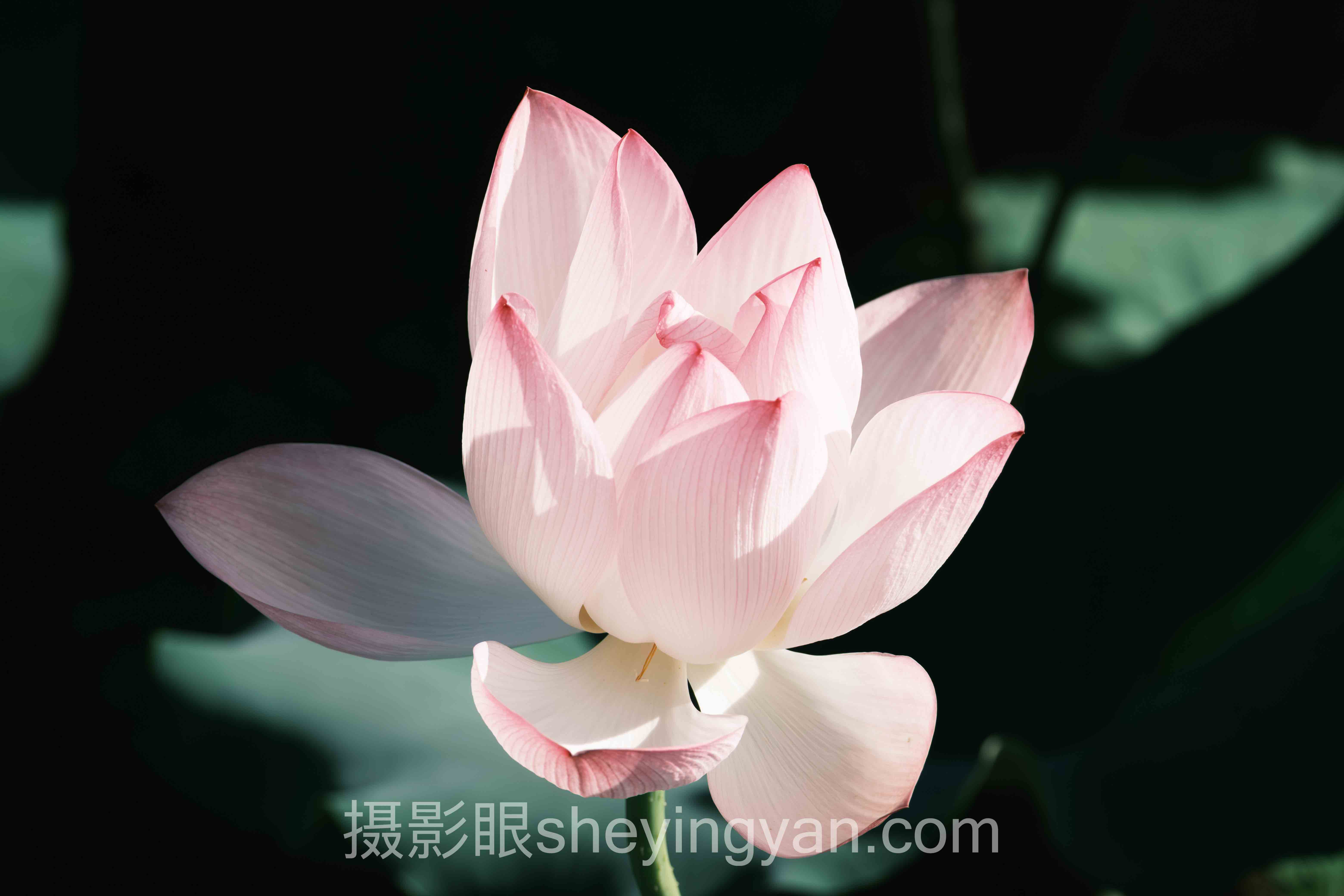 从案例看摄影进步心得分享：3个真实故事背后的方法论
