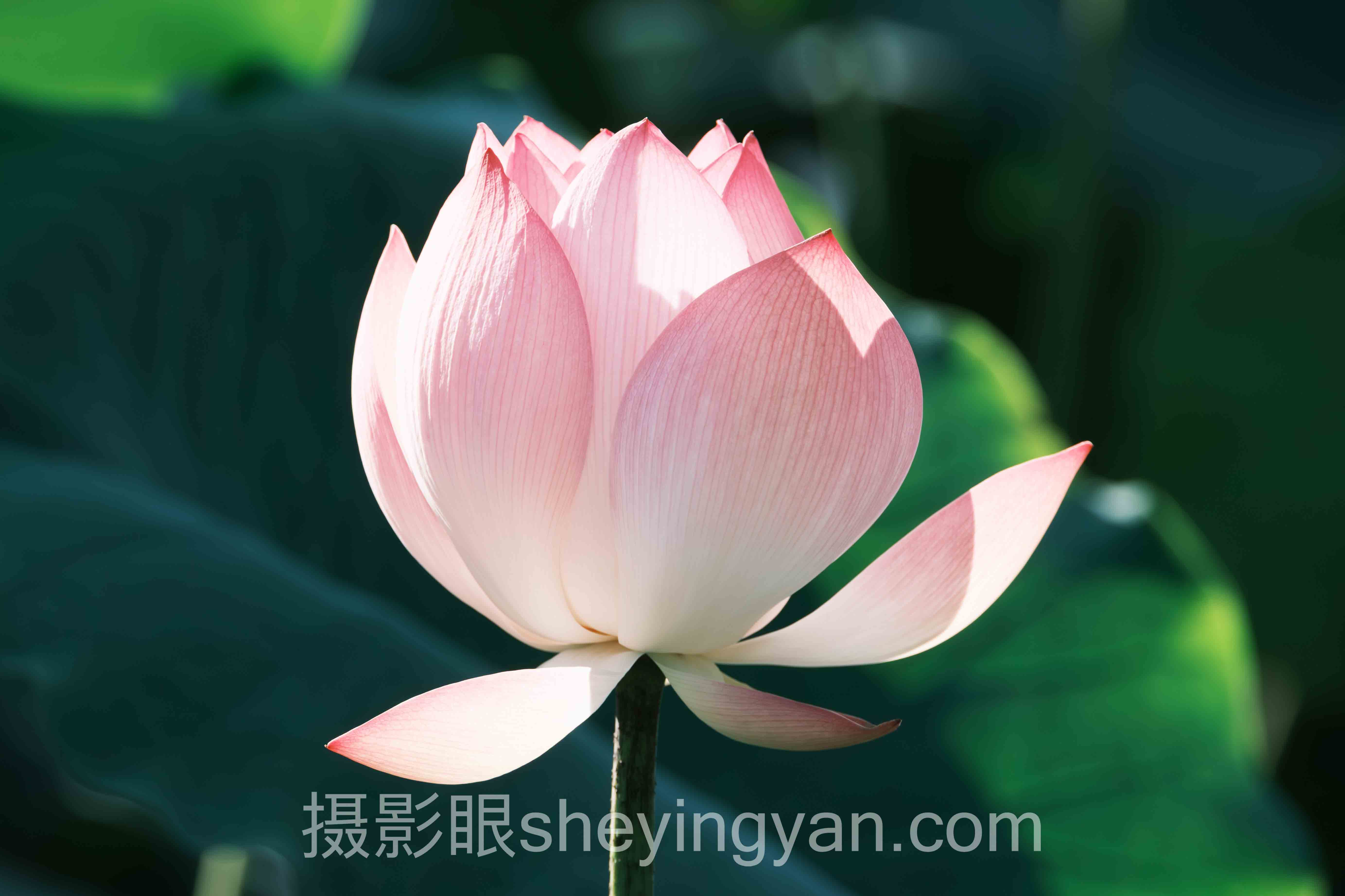 哈苏中画幅相机入门怎么做?3个案例告诉你答案