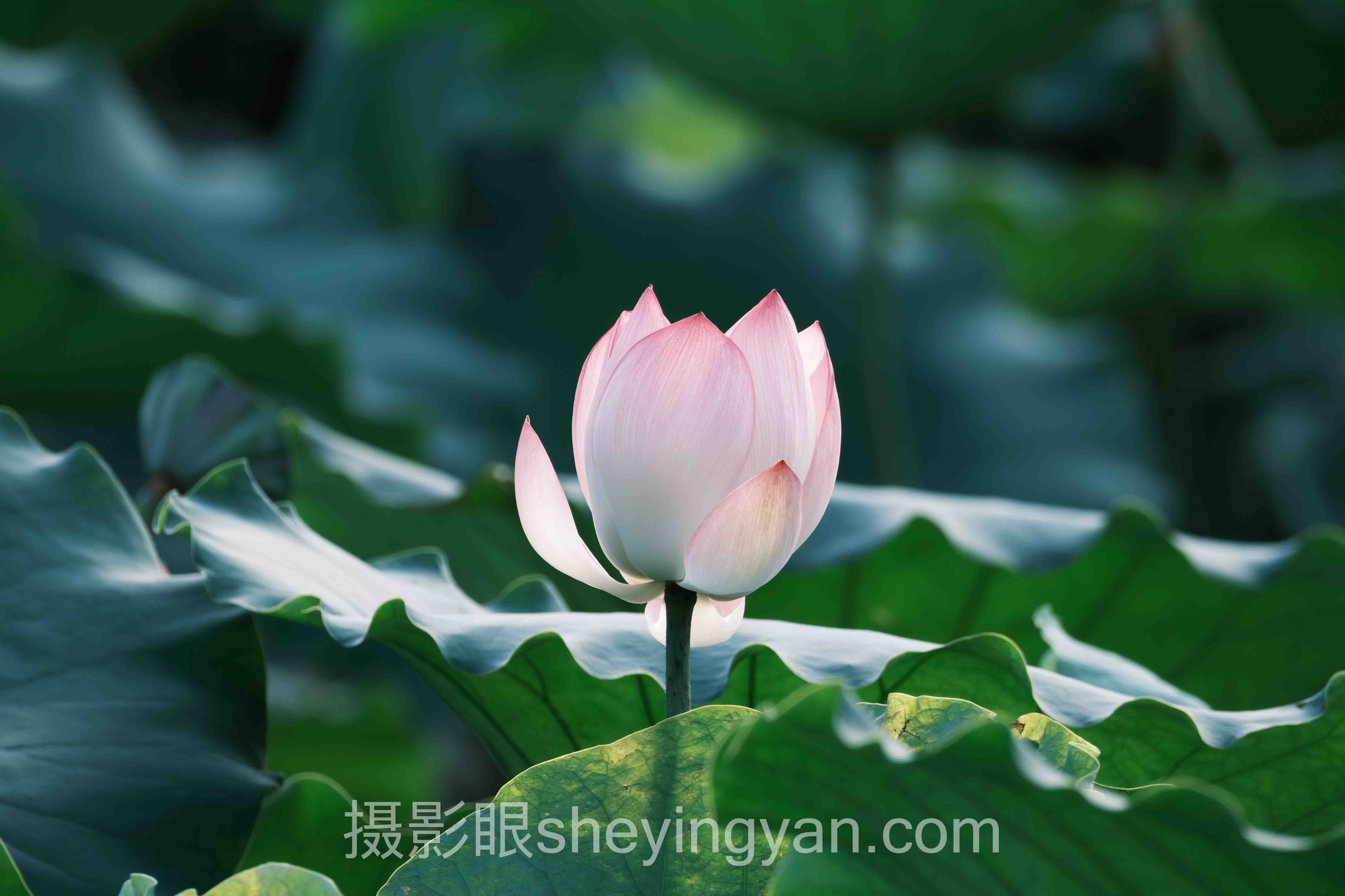 照片打分软件怎么选？3个案例告诉你答案