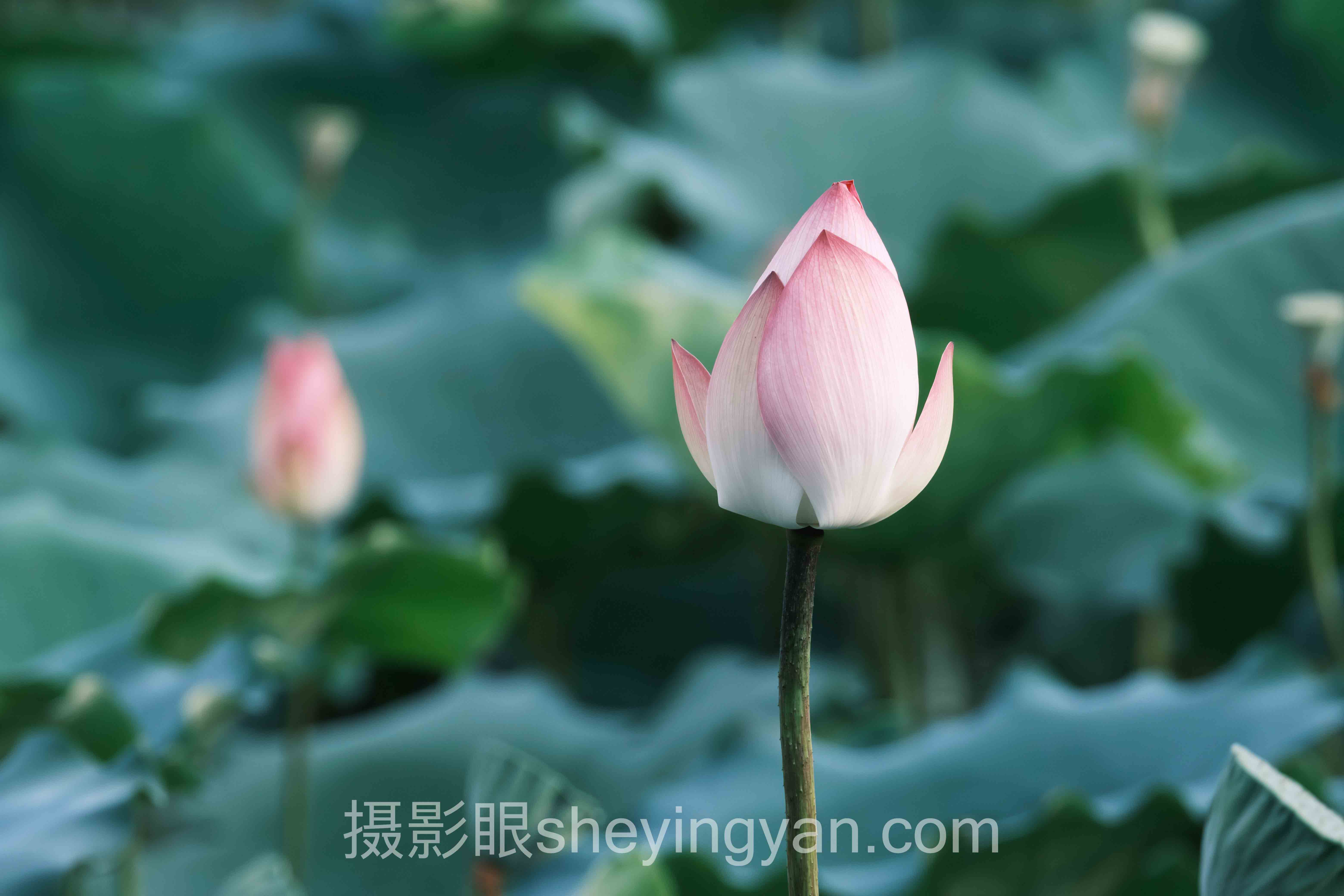 照片点评平台实战案例拆解:3个成功实践的共同规律