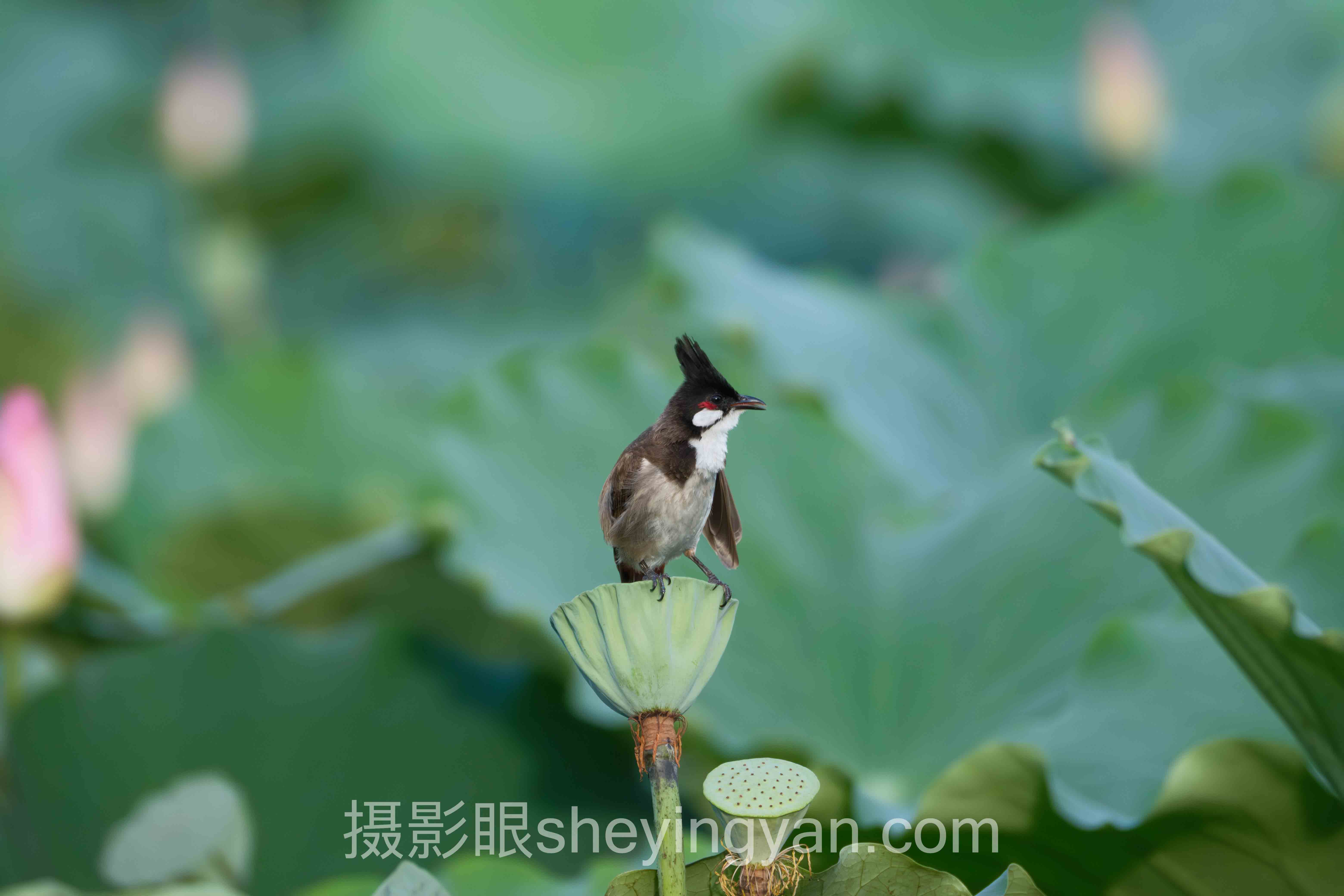 静物摄影评分实战案例拆解：3个成功实践的共同规律