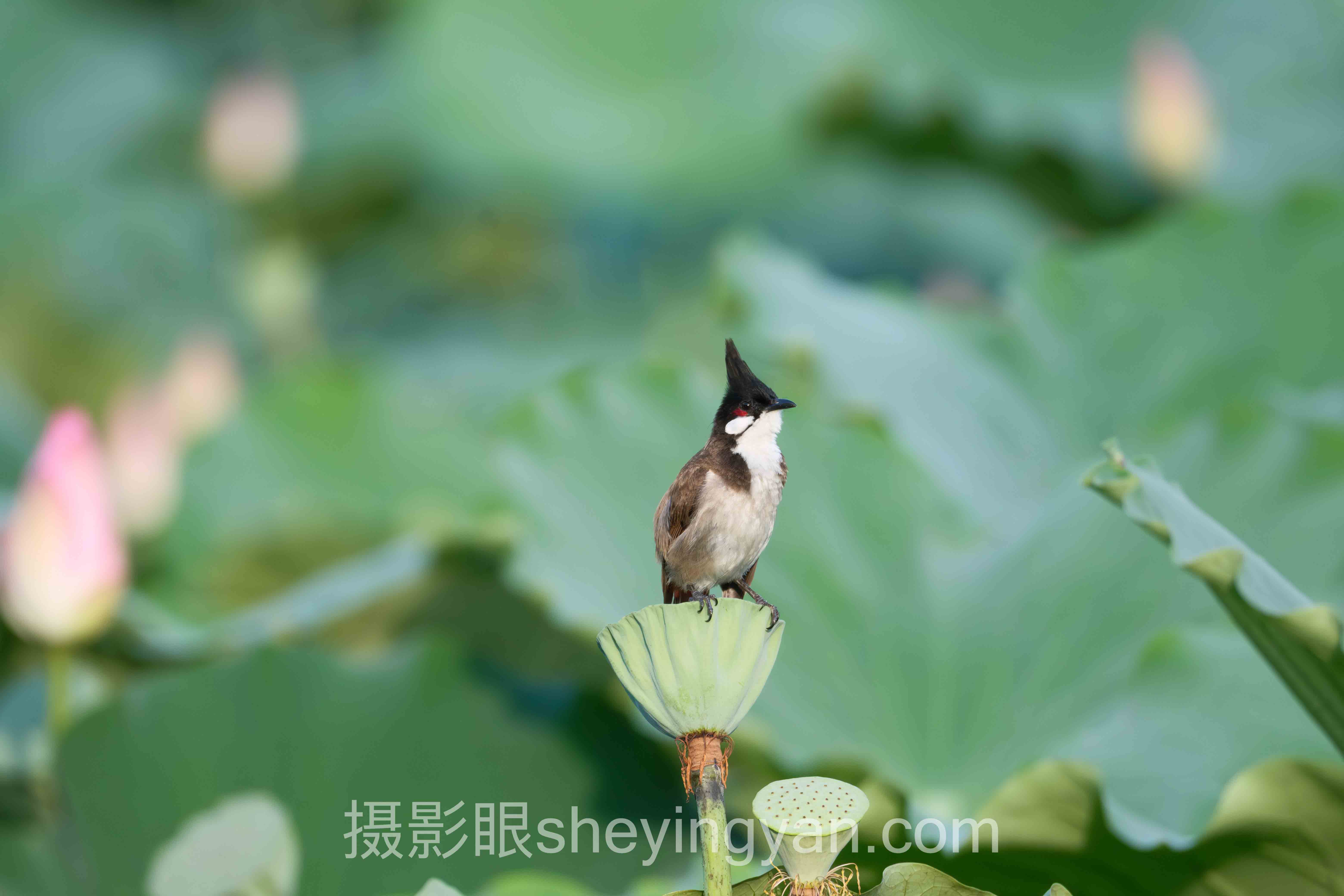 AI照片点评怎么做？3个案例告诉你答案