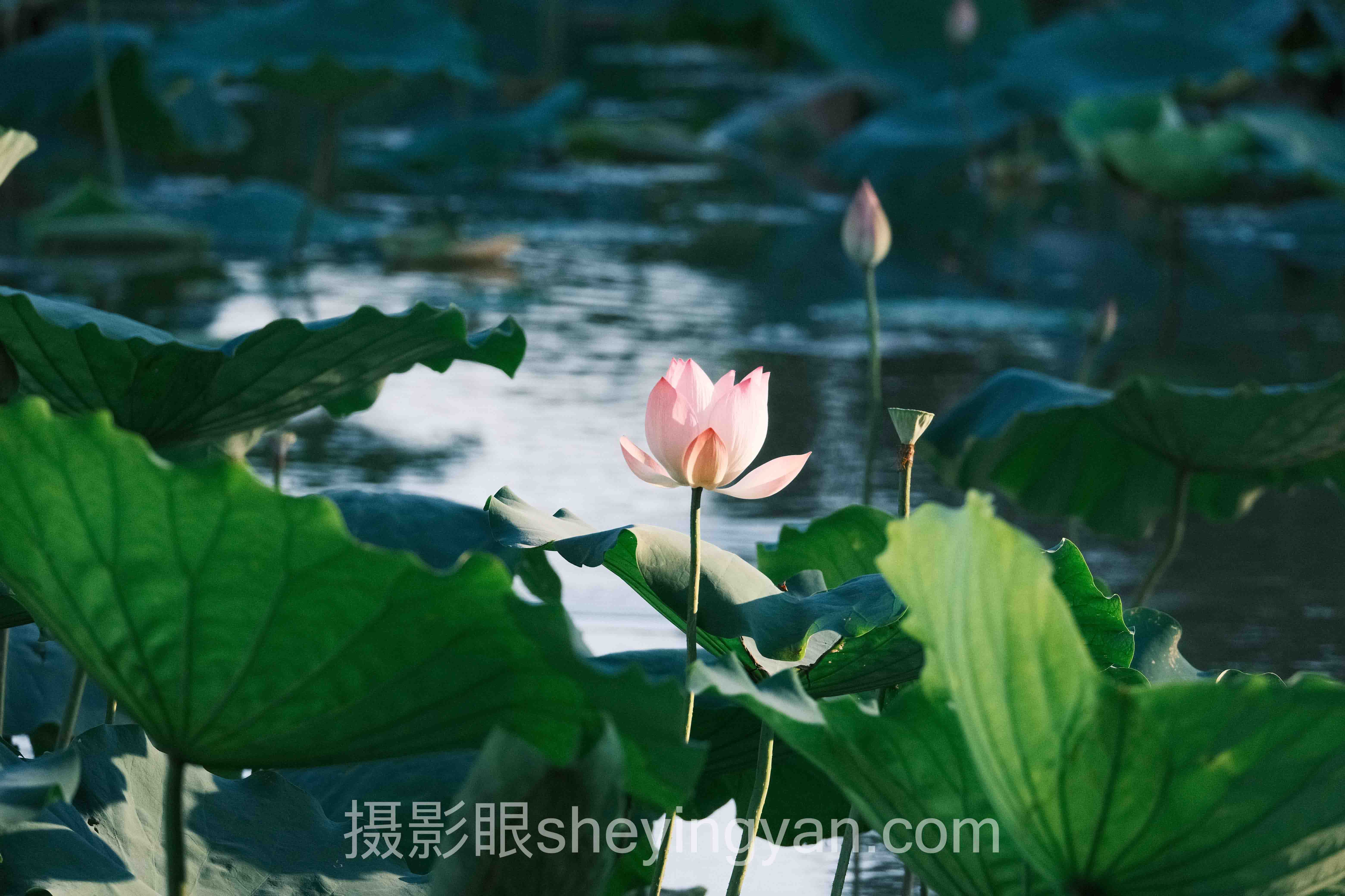 “摄影眼平台收费吗”实战案例拆解：3个成功实践的定价与增长规律