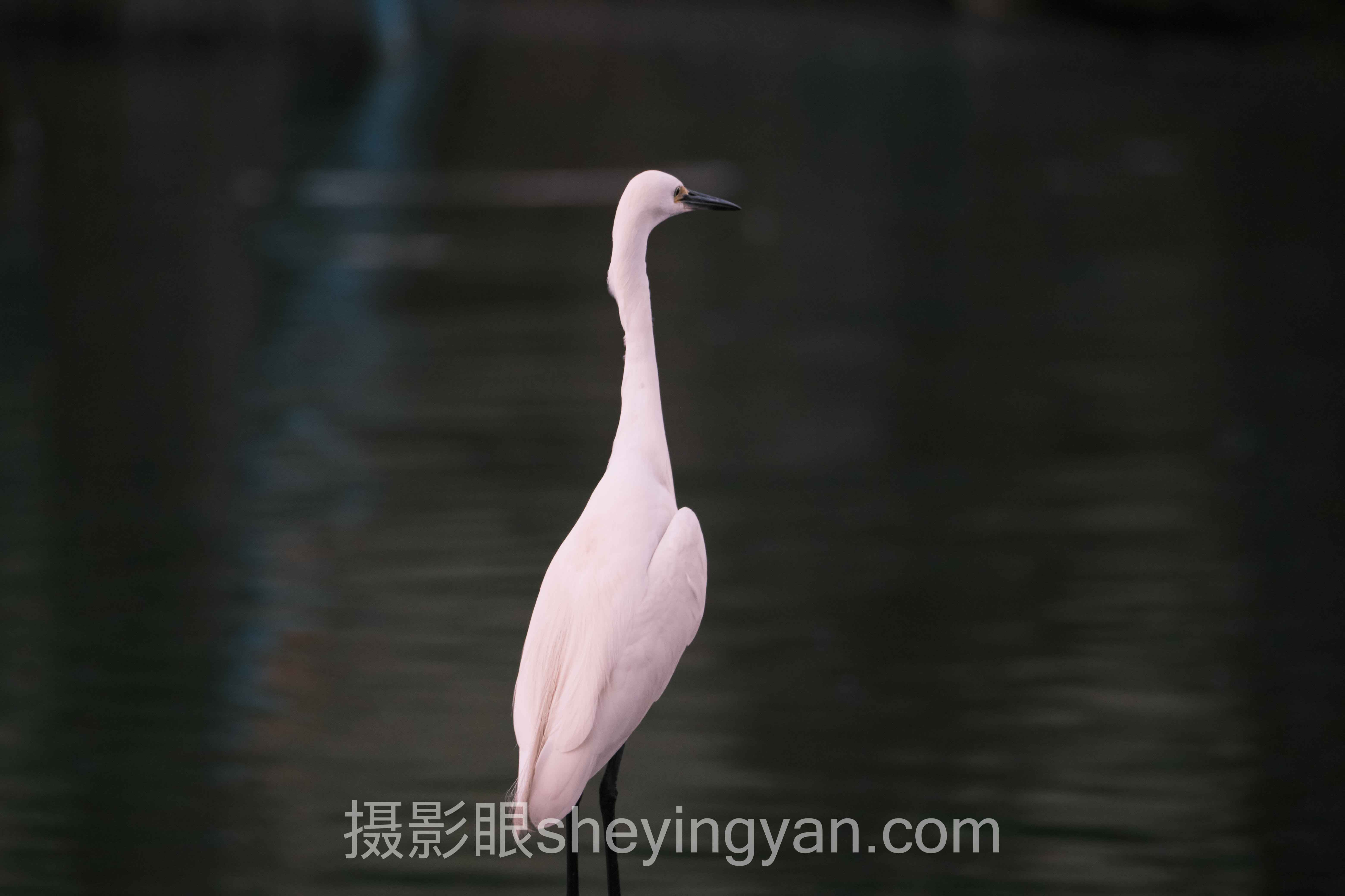 学摄影需要多长时间实战案例拆解：3个成功实践的共同规律