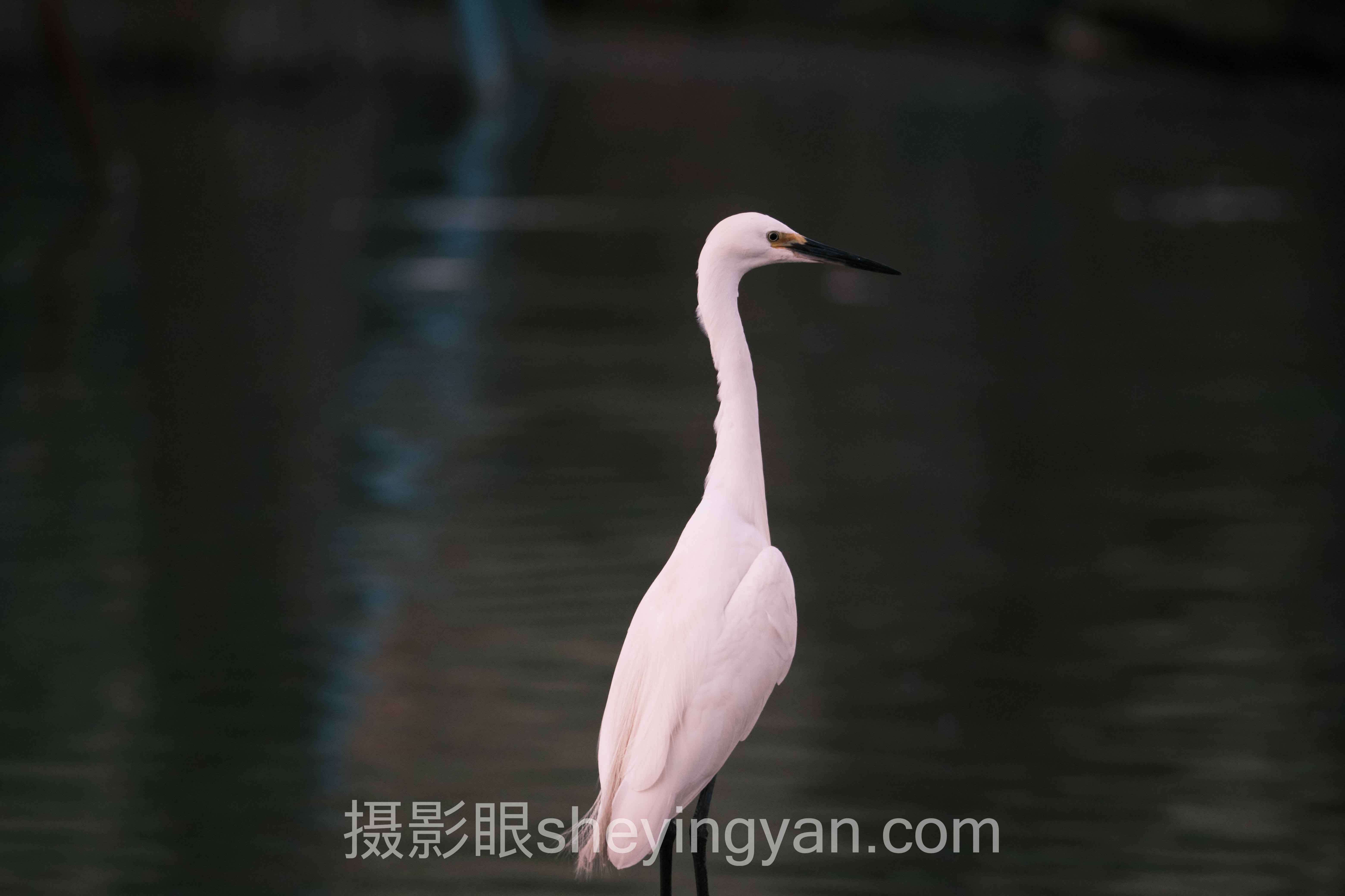 从案例看照片点评:3个真实故事背后的光线破解方法论