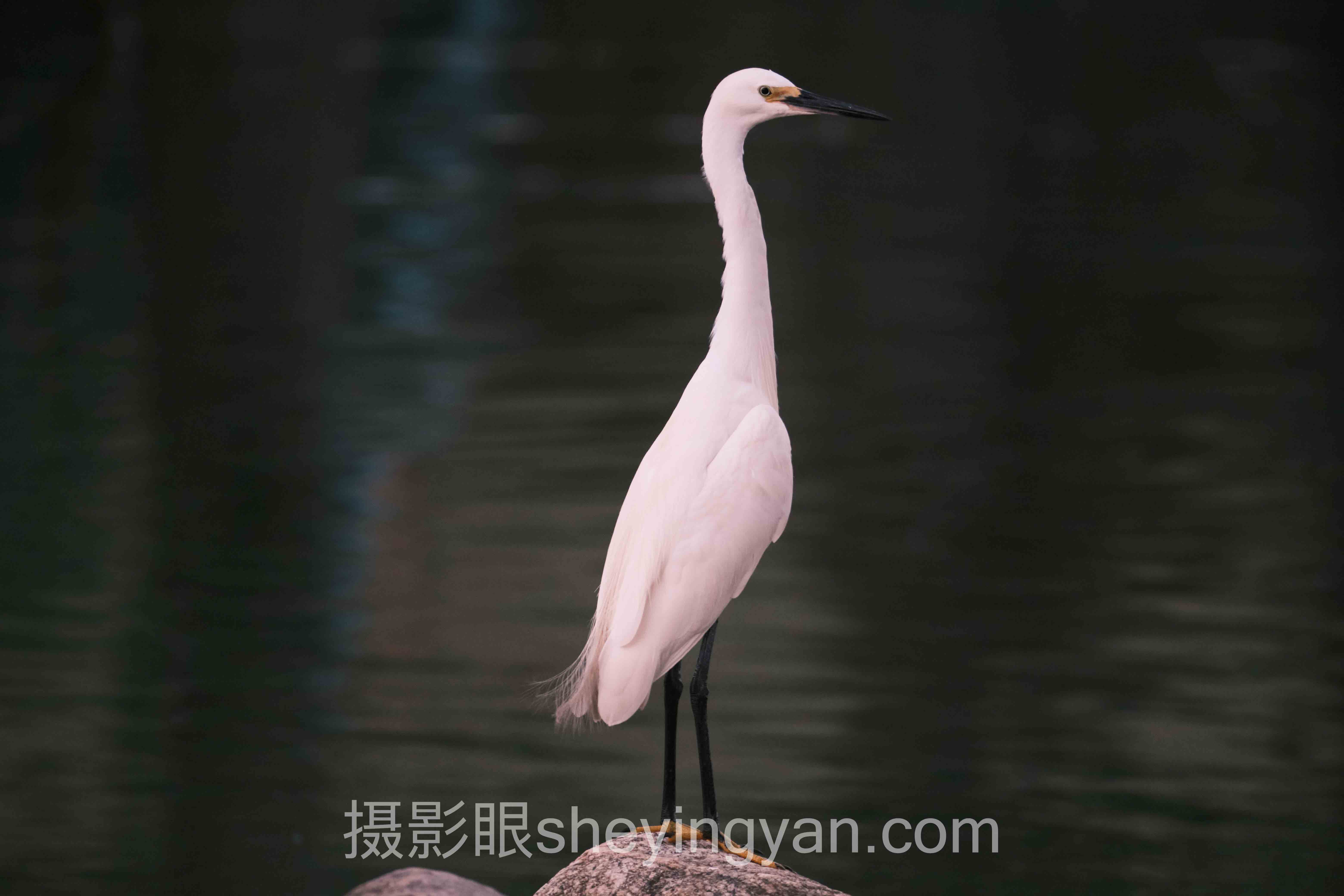 从案例看专业照片点评的实战价值：3次摄影眼与搜狐图片的对比蜕变