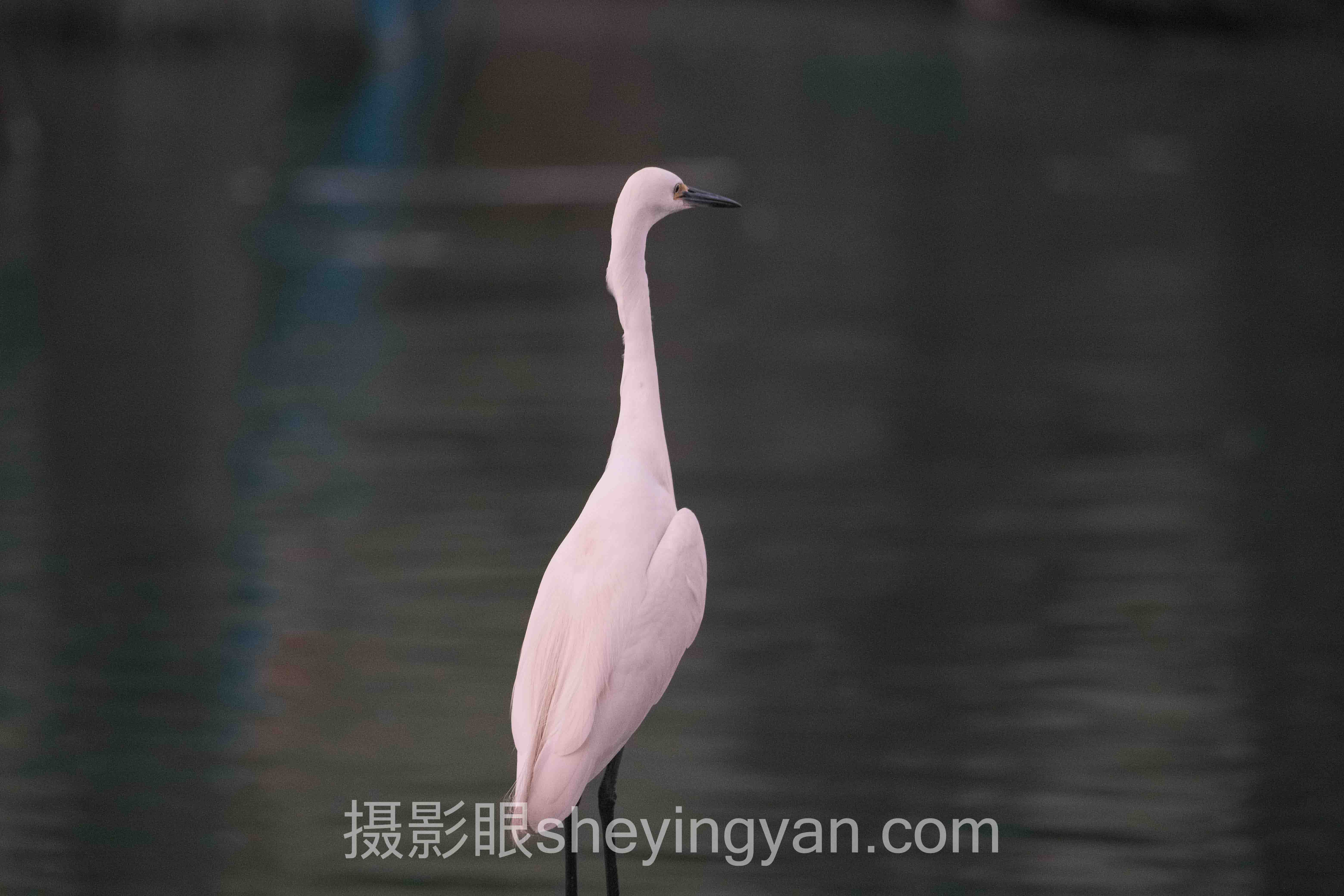 婚纱照选片攻略怎么做？3个案例告诉你答案