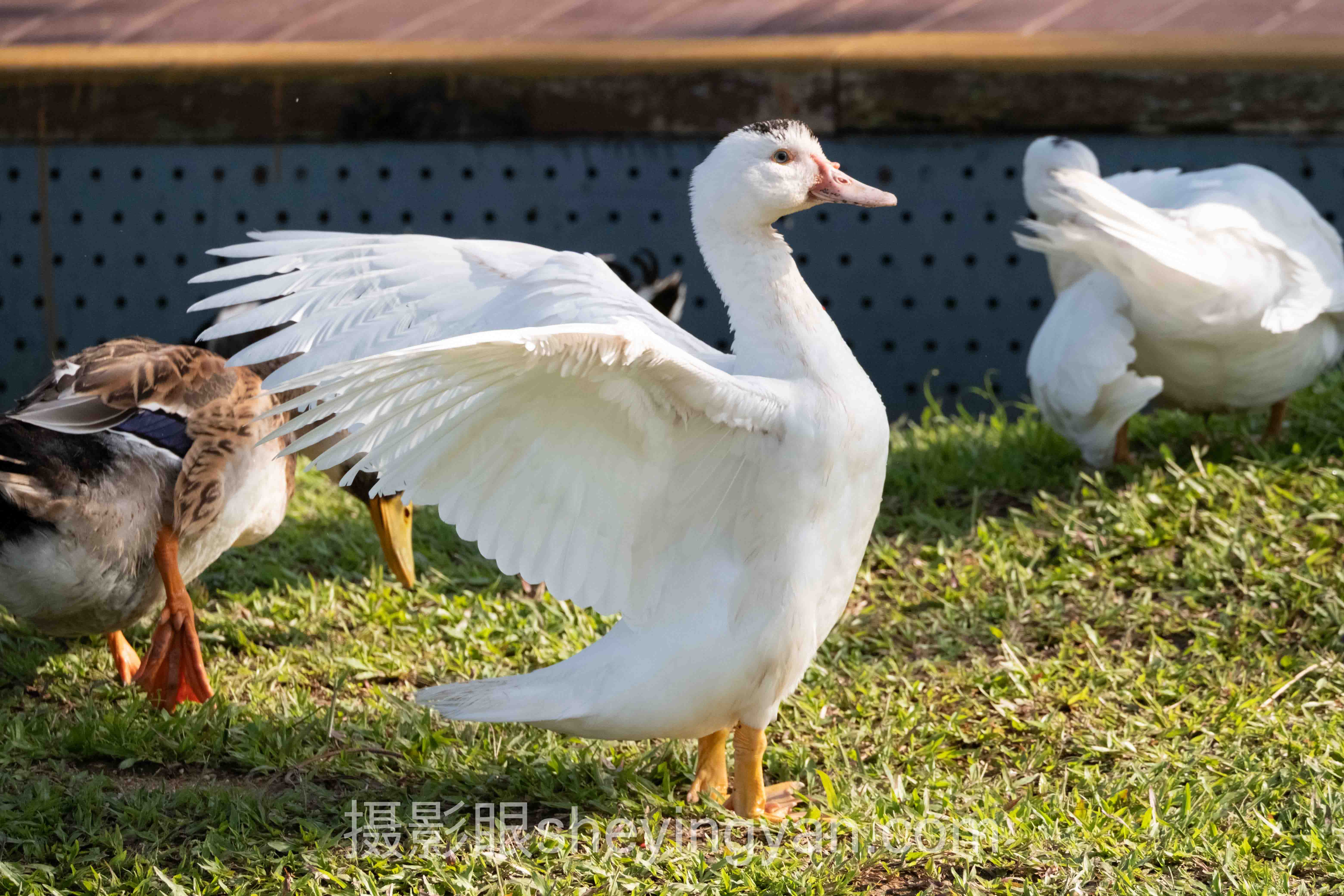 从案例看照片点评：3个真实故事背后的锐度提升方法论
