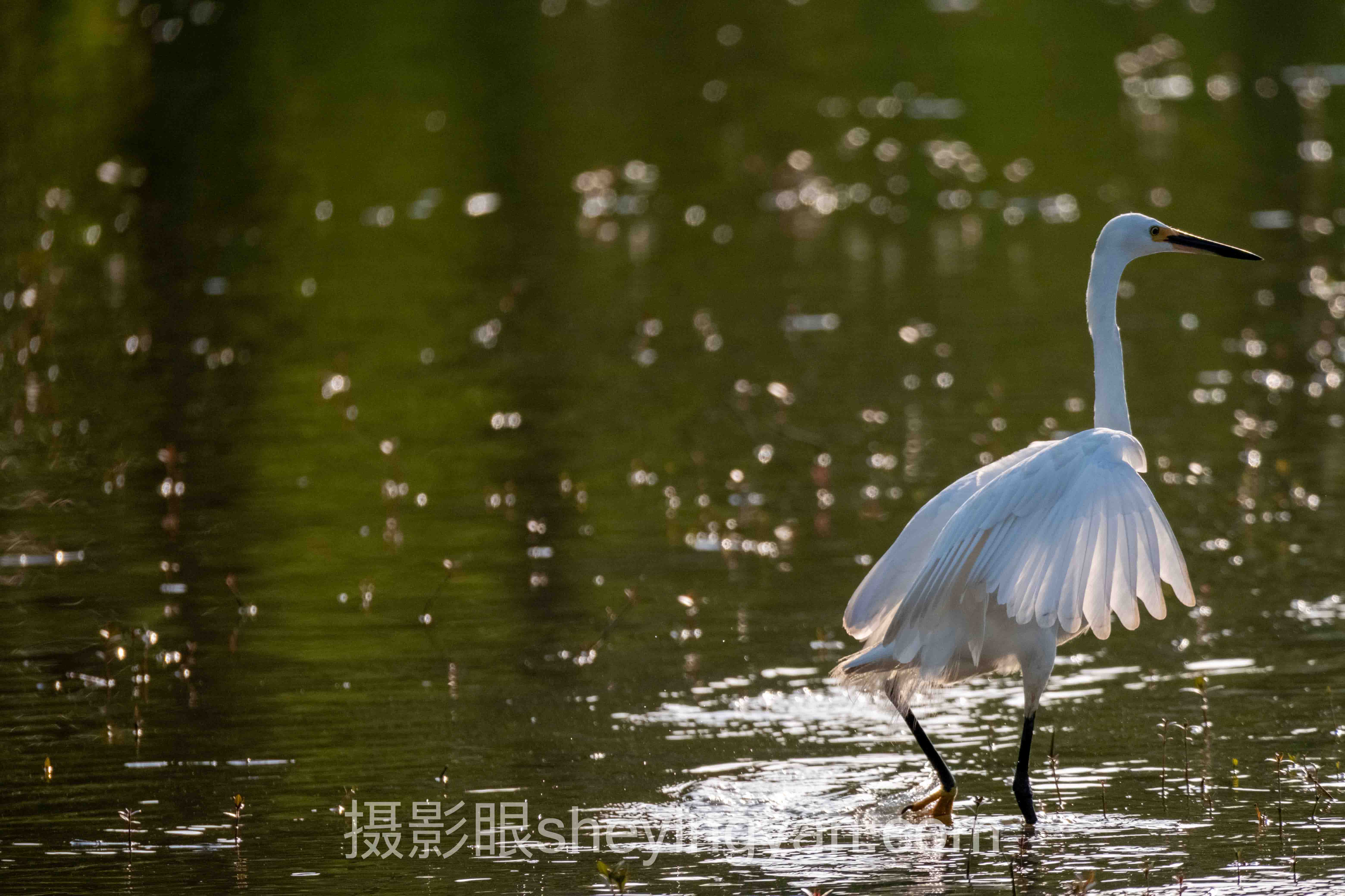 摄影眼网址sheyingyan.com在线看